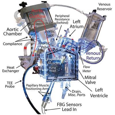 Heart Valve Biomechanics: The Frontiers of Modeling Modalities and the Expansive Capabilities of Ex Vivo Heart Simulation